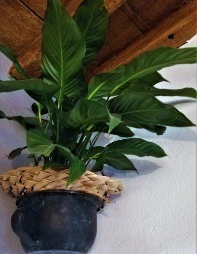 Vasi&vasi (6)